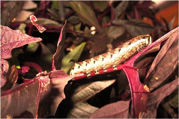 夢見全口牙鬆動有什麼含義_周公解夢官網