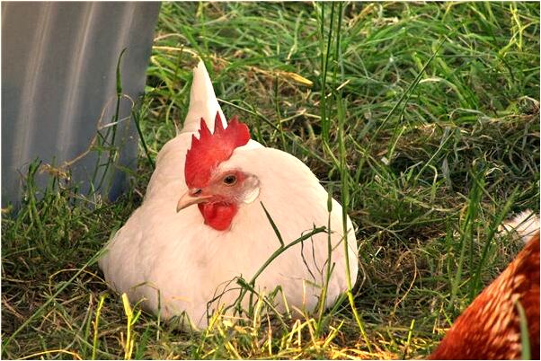 夢見漲大水淹了田地會有什麼預兆_周公解夢官網