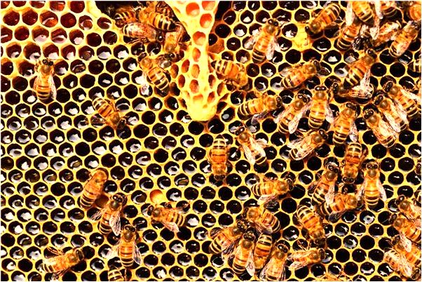 夢到自己又租了一套房子會有什麼預兆_周公解夢官網