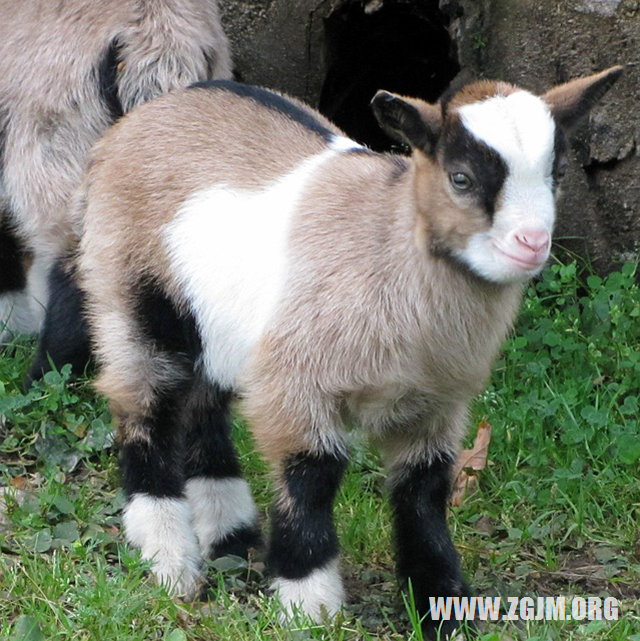 夢嬰兒裸體_周公解夢