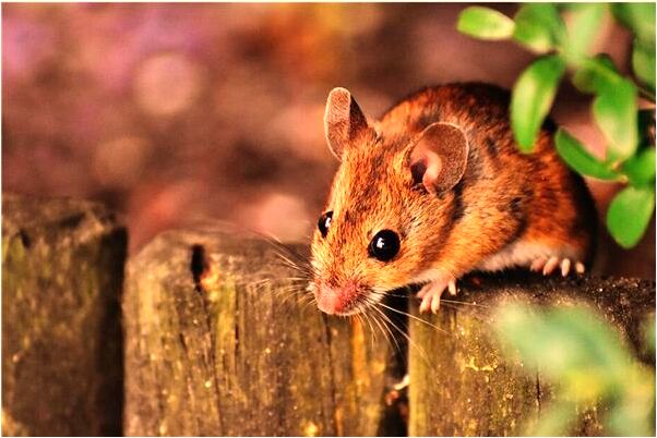 夢見斑點犬是不是好的徵兆呢_周公解夢官網