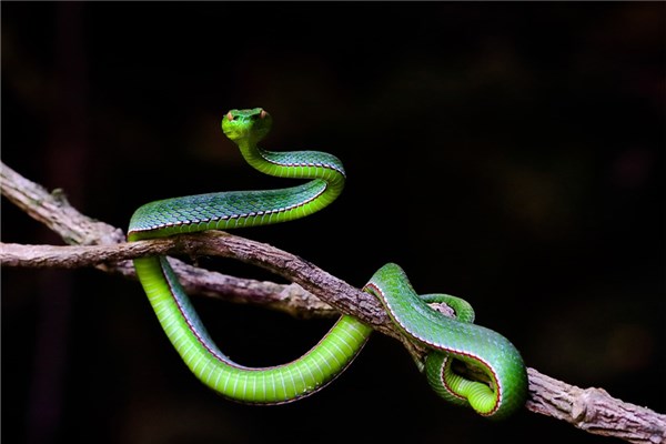 夢見蛇進門有什麼寓意嗎？_周公解夢