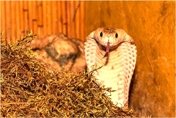 夢見天上掉兩個孩子是什麼啟示_周公解夢官網