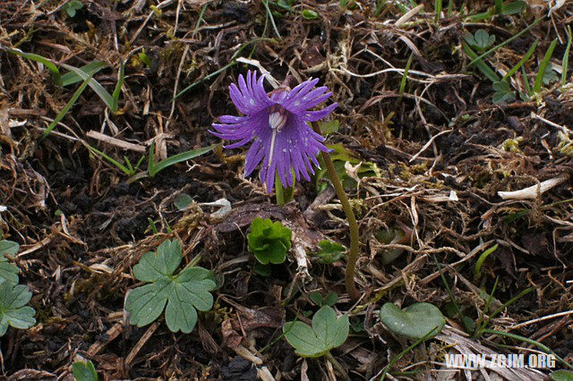 夢見大牙掉了三顆_周公解夢夢到大牙掉了三顆是什麼意思_做夢夢見大牙掉了三顆好不好_周公解夢官網
