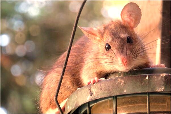 夢到抓到好多紅魚是吉兆嗎?_周公解夢官網