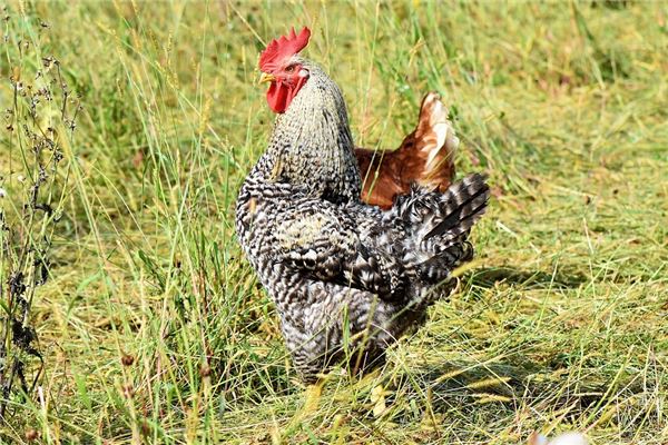 1993年女屬雞的姻緣_十二生肖