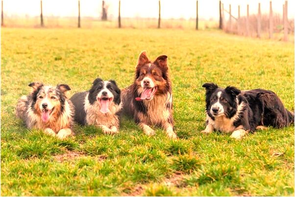 夢到家裡有好多贈品怎么回事_周公解夢官網