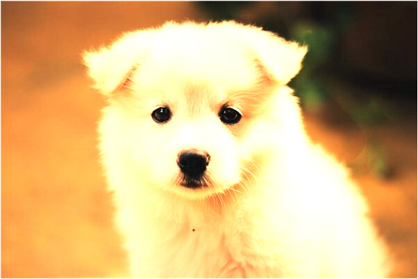 夢到老公和自己的妹妹做愛有什麼含義_周公解夢官網