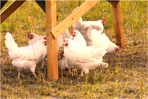 夢到了晚上有人偷我哥店裡的貨物的預兆_周公解夢官網