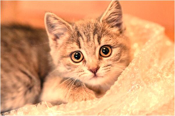 夢見別人淚流滿面意味著什麼_周公解夢官網