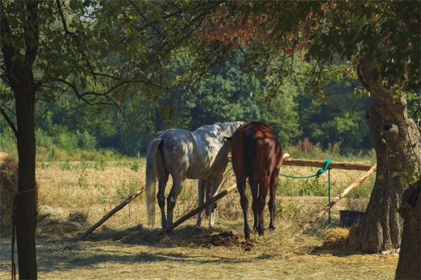 屬馬男該配什麼屬相_十二生肖