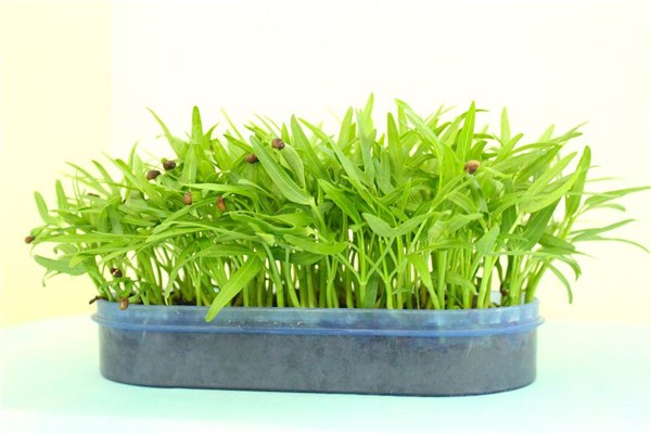 夢到了菜秧是什麼預兆_周公解夢