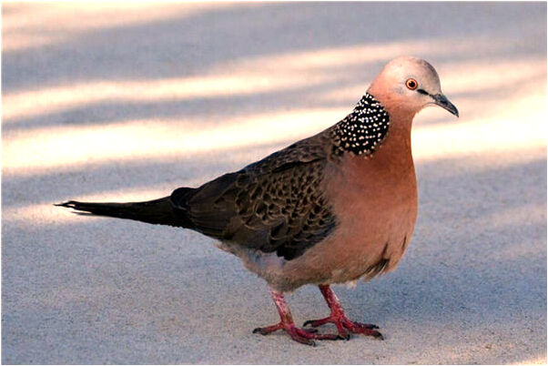 夢到了小鬼進屋什麼寓意_周公解夢官網