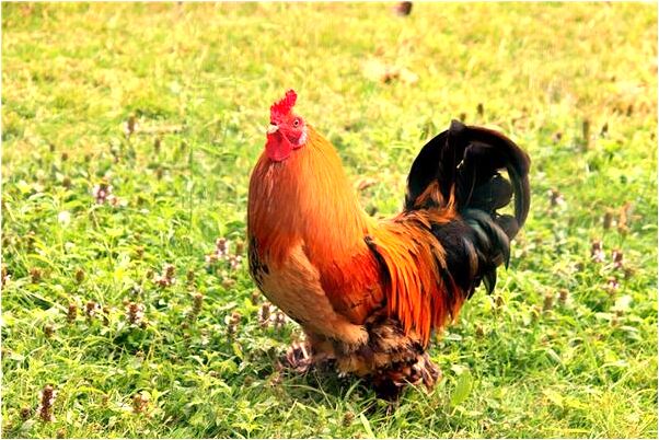 夢到朋友不高興和我罵架打架是啥預兆_周公解夢官網