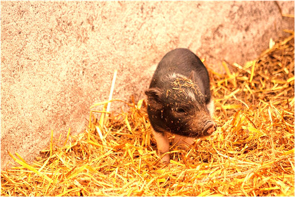 夢到忘記手機丟哪了是什麼兆頭_周公解夢官網