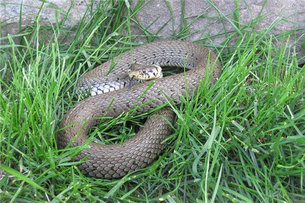 夢見蛇咬自己是什麼意思_周公解夢