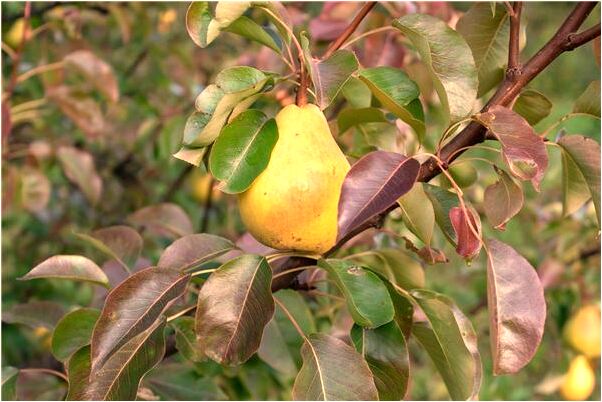 夢到拜佛燒香被敲詐是什麼意思？_周公解夢官網