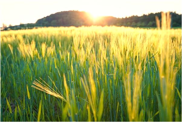 夢到了牲口要自己運輸有什麼徵兆_周公解夢官網
