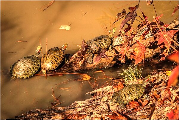 夢到了抓到五條魚會是什麼預兆_周公解夢官網