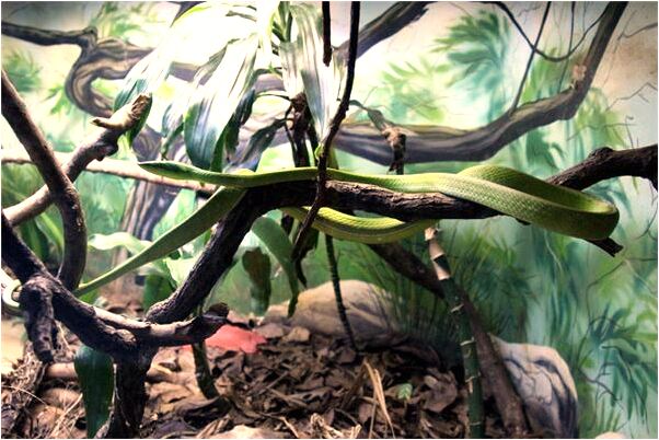 夢到了夢朋友房子裡有好多半子預示什麼_周公解夢官網