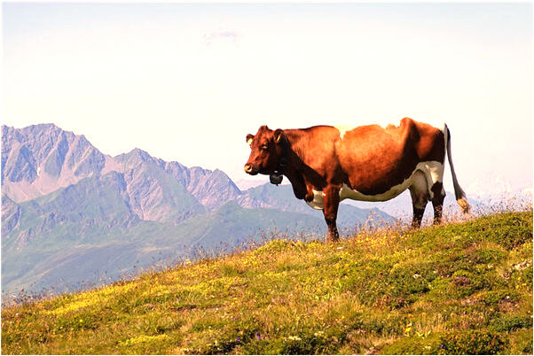 夢到家裡的牆塌了是什麼意思_周公解夢官網