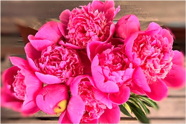 夢見被狗吃掉雞雞有什麼意義嗎_周公解夢官網