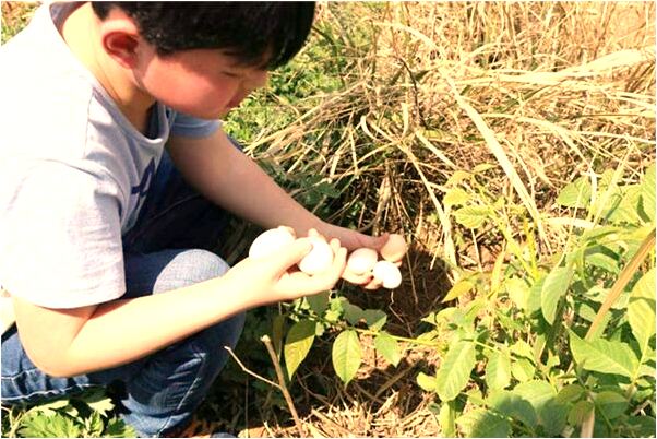 夢到樹上大蘋果預示著什麼_周公解夢官網