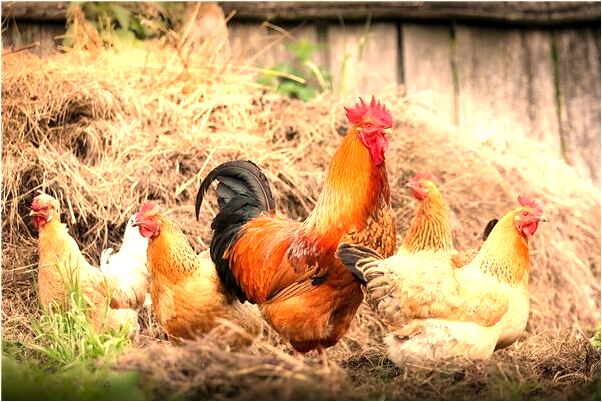 夢見家裡養獅子當寵物是好事還是壞事_周公解夢官網