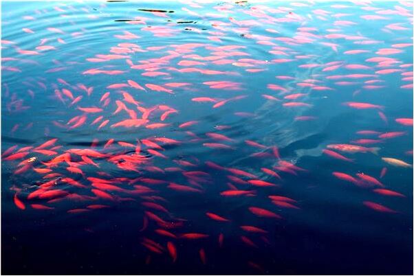 夢到被老闆年批評是啥意思_周公解夢官網