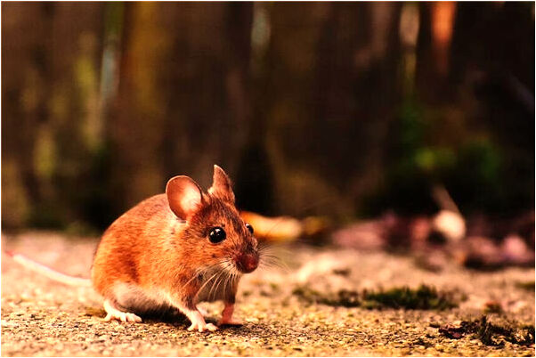 夢到吃一直吃怎么回事_周公解夢官網