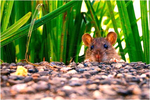 夢到了找人修腳踏車意味什麼_周公解夢官網