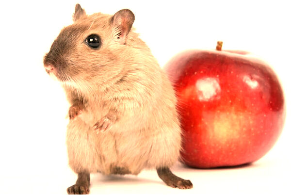 夢到了請客吃飯錢沒帶夠意味什麼_周公解夢官網