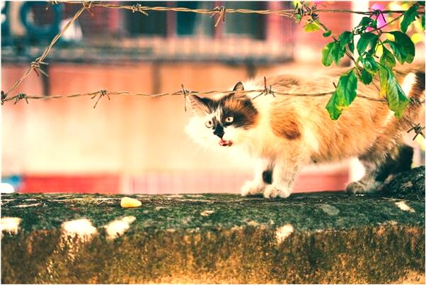 夢到睡在同性朋友家床上怎么說_周公解夢官網