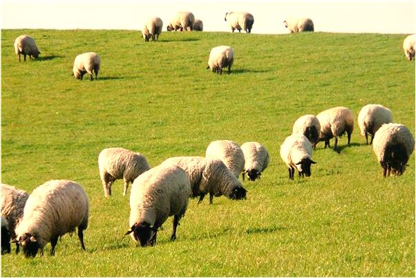 夢到了給表姐打假會是什麼預兆_周公解夢官網