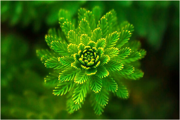 夢到了撿到破手機有何寓意_周公解夢官網