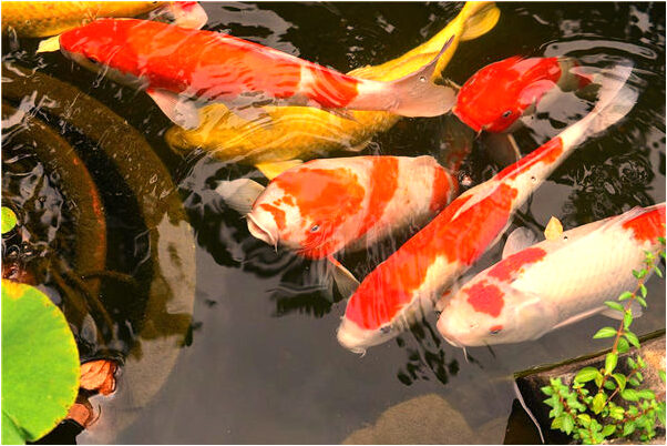 夢見我和喜歡的人訂婚了有何寓意_周公解夢官網