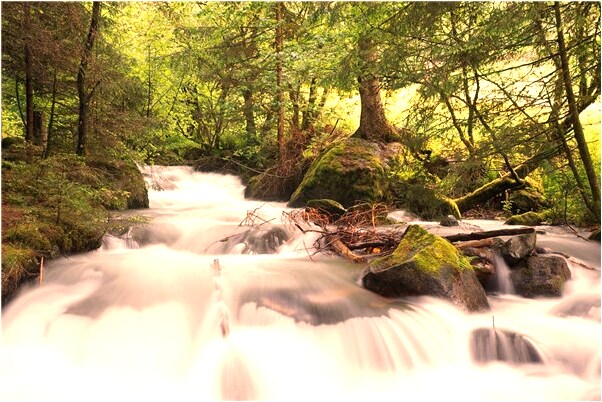 夢到了兩隻白鶴是什麼預兆？_周公解夢官網