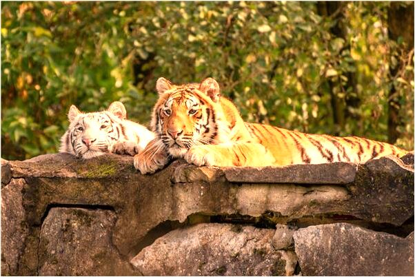 夢到了親人玩水失蹤代表什麼_周公解夢官網