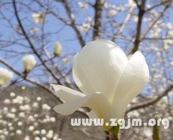 屬於十二星座的春天的花_十二星座