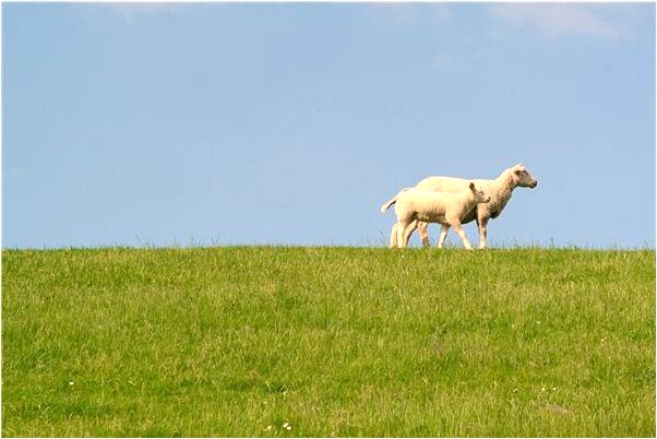 夢到很多人過很窄的橋掉下去有什麼徵兆_周公解夢官網