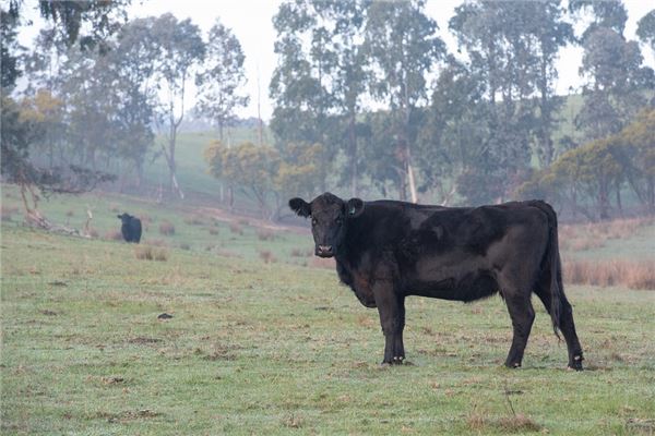 孕婦夢見黑牛_周公解夢 孕婦夢見黑牛是什麼意思_孕婦夢見黑牛好不好_周公解夢官網