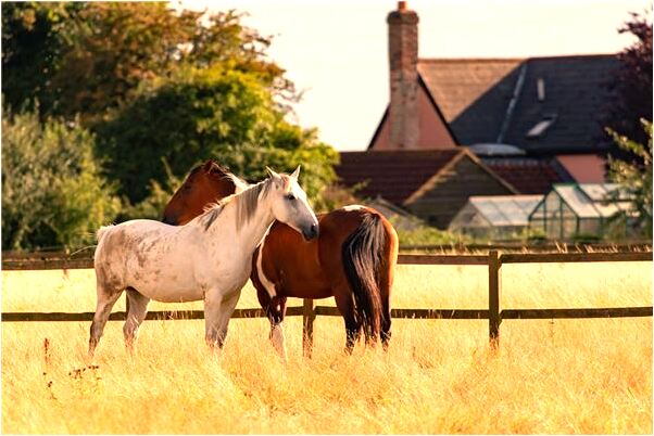 夢見偷桃子吃又被發現預示什麼_周公解夢官網