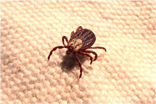 夢到一根有兩頭得針有何寓意_周公解夢官網