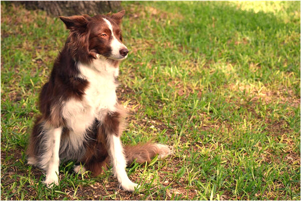 夢到了乞丐在別人家偷東西啥意思_周公解夢官網