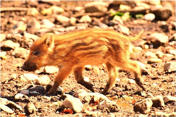 夢到了夢自己的小孩從樓上掉下來是啥意思_周公解夢官網