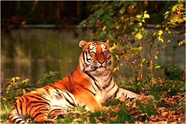 夢見身體裂開有菩提子有什麼預示嗎_周公解夢官網