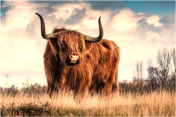 夢見買了很多帽子怎么回事_周公解夢官網