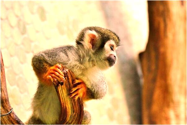 夢到了茅房改造是好是壞_周公解夢官網