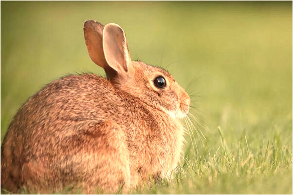 夢到了一個大黑豬跑家裡來有什麼徵兆_周公解夢官網