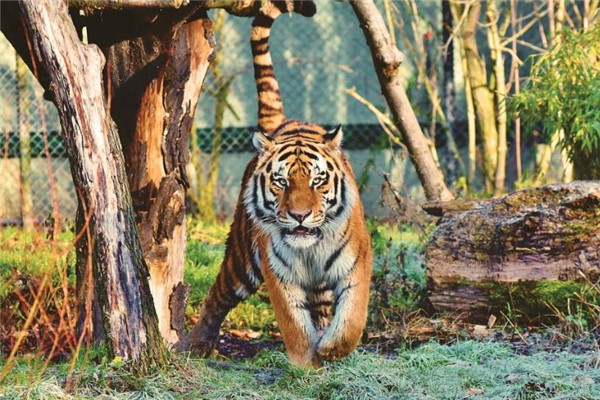屬虎男人未來好運年_十二生肖